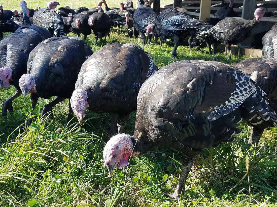 Turkey Talk: Raising on Pasture, Fresh vs. Frozen, Thawing/Cooking Tips, & More