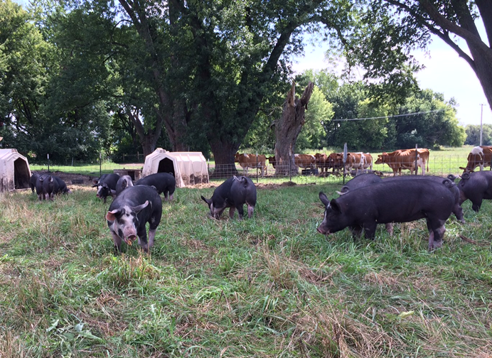 Pasture Raised Pork - Whole Hog Custom Cut (Deposit)