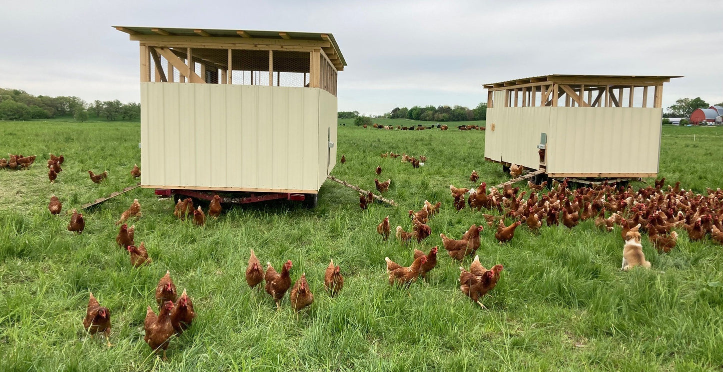Pasture-Raised Organic Eggs - Shipping Only 4-Pack
