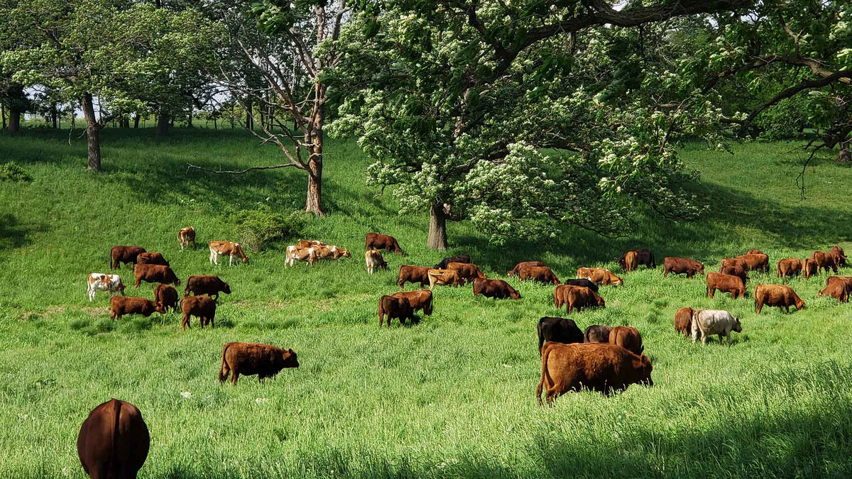 Grass-fed Beef & Raw Milk, Pasture-Raised Poultry, Eggs, & Pork – All ...